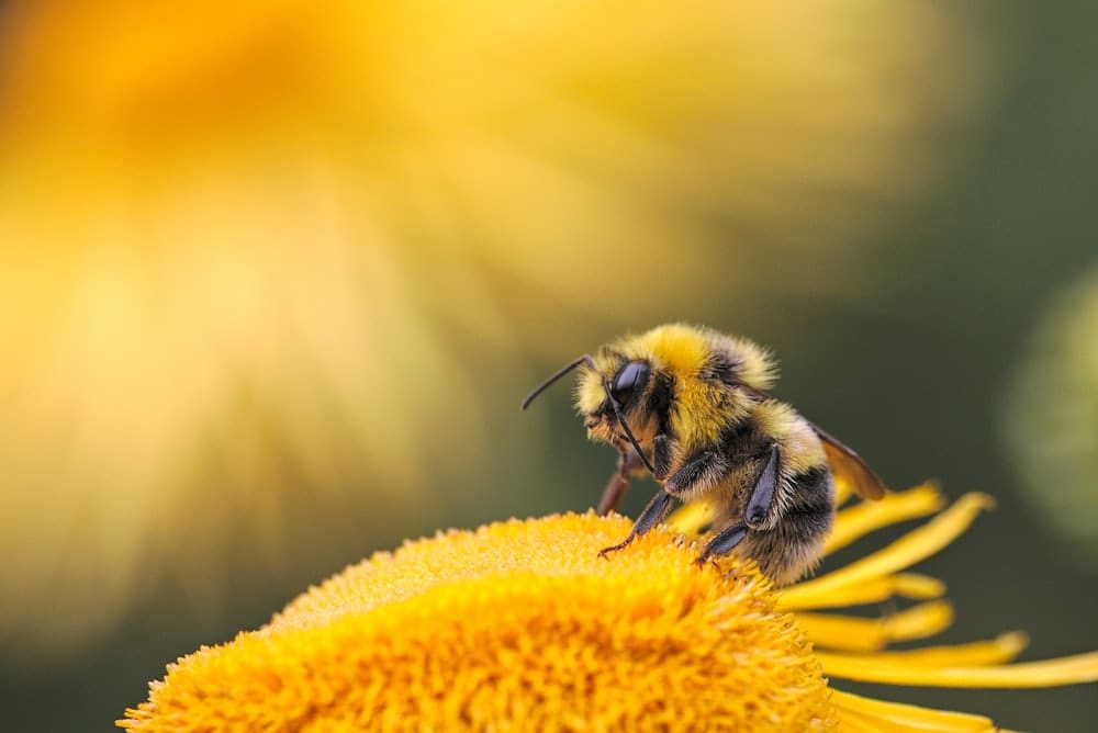 Close-up of a bee