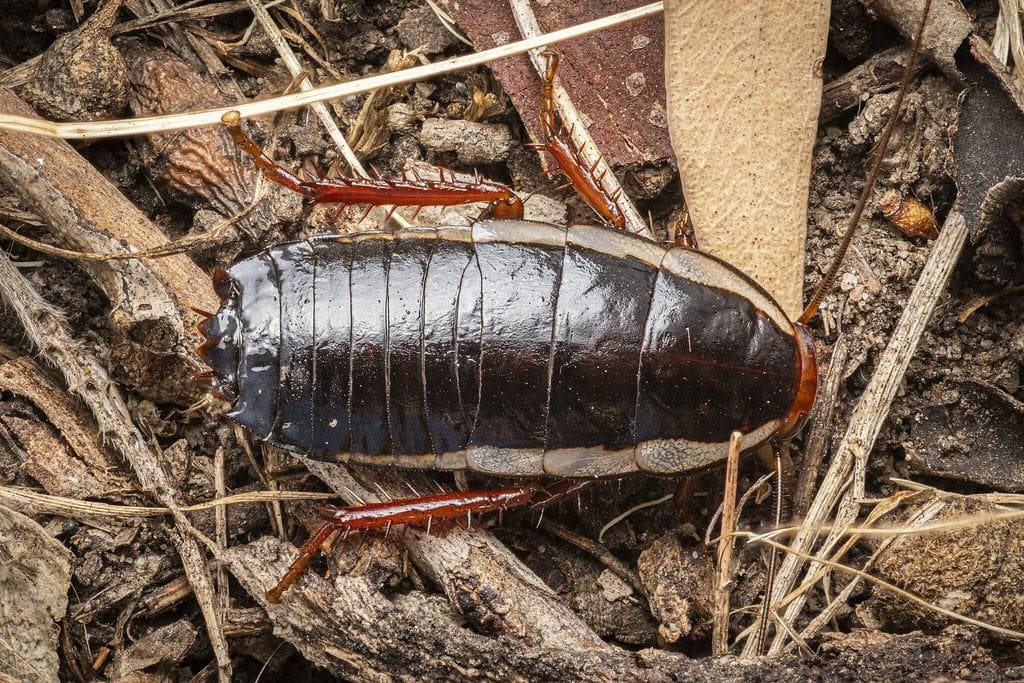 Close-up of a cockroach