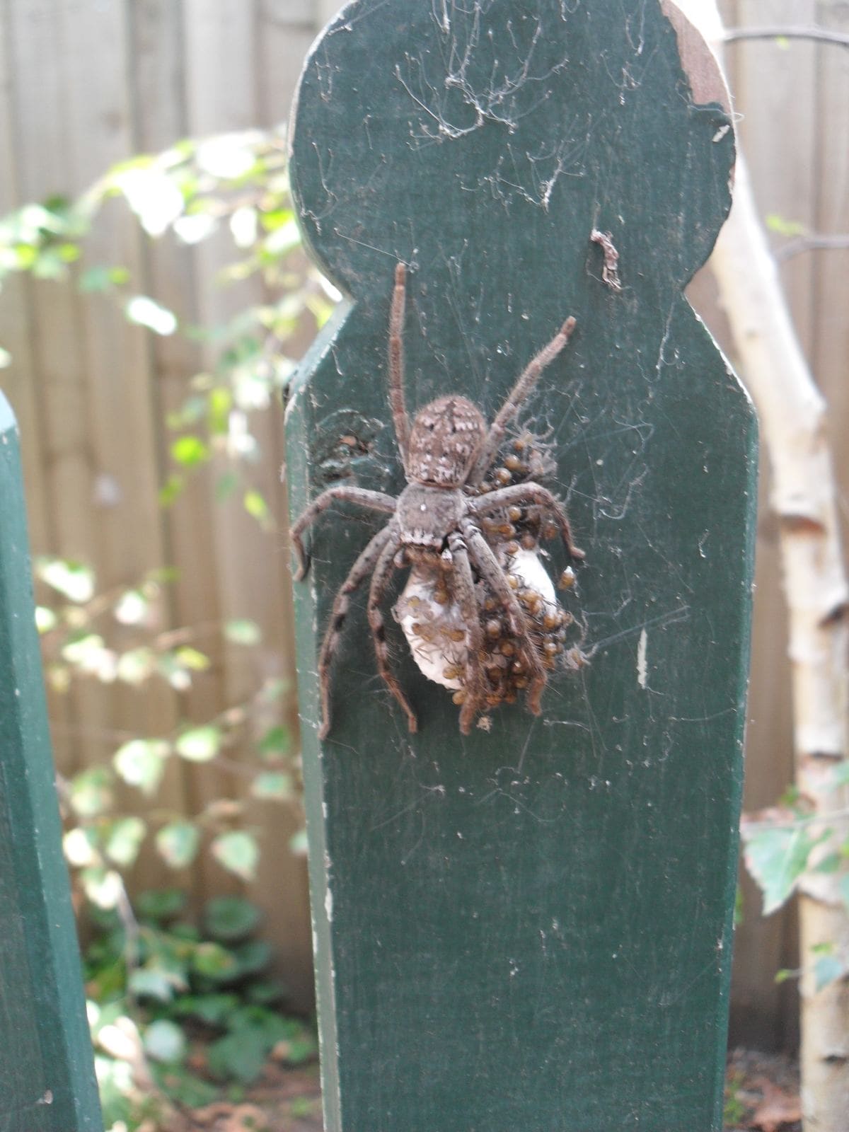 Close-up of a spider